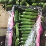 خیار گلخانه‌ای خطی ممتاز برای صادرات: منبع مورد اعتماد شما