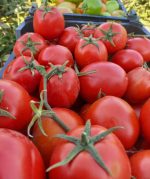 Premium Luxury Tomatoes: Elite Sakata Seeds, High Daily Yield