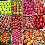 Premium Orchard Apples & Fresh Root Harvests – Direct from Russian Fields