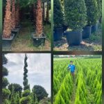 Premium Outdoor Plants for Landscaping & Export | Wholesale Nursery