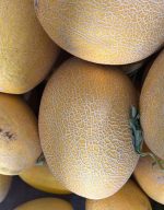 Premium Rock Melon & Unique Oval Watermelon for Export