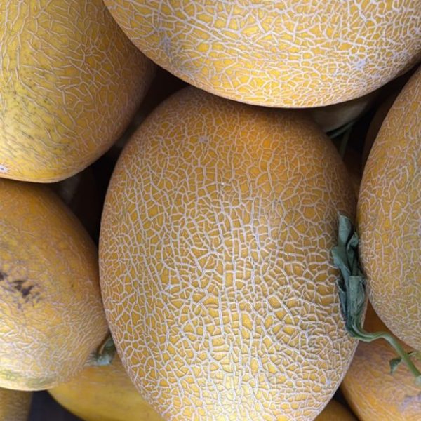 هندوانه سنگی ممتاز و هندوانه بیضی شکل منحصر به فرد برای صادرات