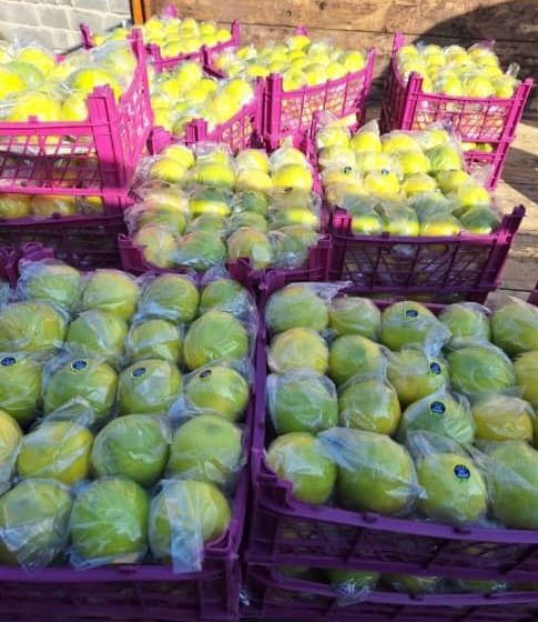 لیمو شیرین ممتاز (لیمو شیرین) - درجه A - آماده صادرات