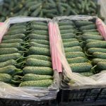 Premium Yazd Prickly Cucumbers: Exotic Iranian Crunch for Global B2B Buyers