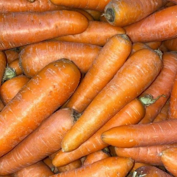 هویج‌های شسته‌شده و بکر از کریمسک: ریشه‌های رسیده و آفتاب‌گرفته روسی آماده فتح بازار B2B