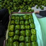Robust Open-Field Green Bell Peppers – Premium Stuffers for B2B Mastery