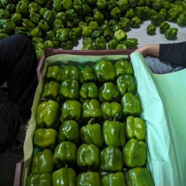 فلفل دلمه‌ای سبز مقاوم در فضای باز - تولیدکنندگان ممتاز برای تسلط بر B2B