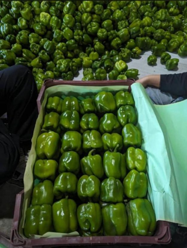 ⁦Robust Open-Field Green Bell Peppers – Premium Stuffers for B2B Mastery⁩ - الصورة ⁦1⁩