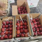 مصدرك المباشر للتفاح الأحمر والأصفر عالي الجودة للتصدير من إيران