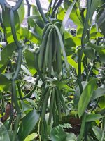 PT Baharat Xplore Nusa Vanilla