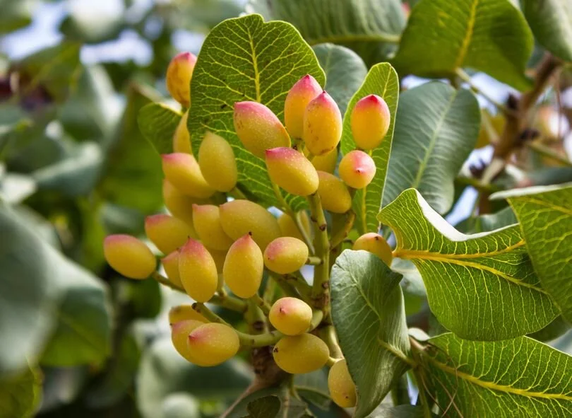 Shipping Wholesale Pistachios