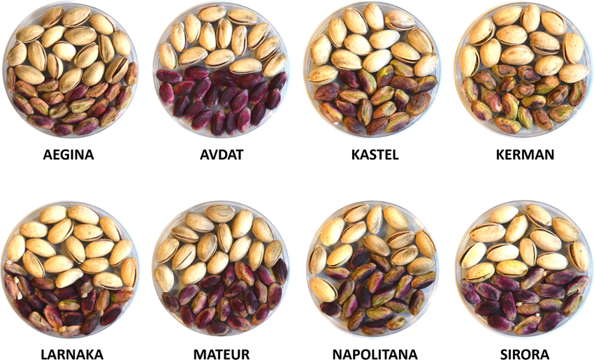 Top Pistachio Varieties