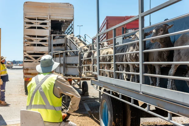 UAE Import Live Sheep