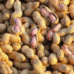 Caspian Crunch: Direct Peanut Power for Your Bulk Export Empire
