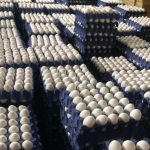 Fresh Export-Grade Eggs: Straight from the Source, No Compromises