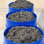 Premium Imperial Beluga Caviar – Largest Grains, Direct From Source (3.2mm+)