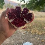 Juicy Gems from Shiraz: Premium Export Pomegranates Poised for European and Pakistani Palates