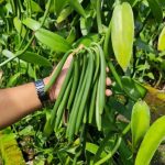 PT Baharat Xplore Nusa Vanilla