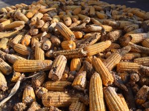 التلوث بالأفلاتوكسين الأفلاتوكسين