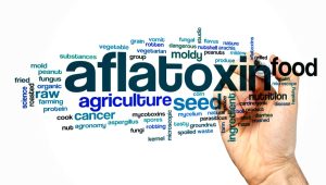 الأفلاتوكسين والسموم الفطرية