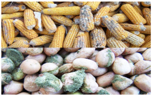 الأفلاتوكسين والسموم الفطرية في دقيق التصدير