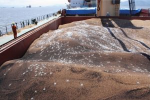 Aluminium Phosphide Dosage on Bulk Wheat Shipments