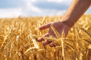 High-Gluten vs Low-Gluten Wheat