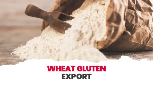 High-Gluten vs Low-Gluten Wheat export