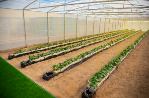 Blueprint for Arid Agriculture