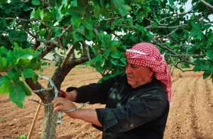 Cultivation of Pistachios in the UAE