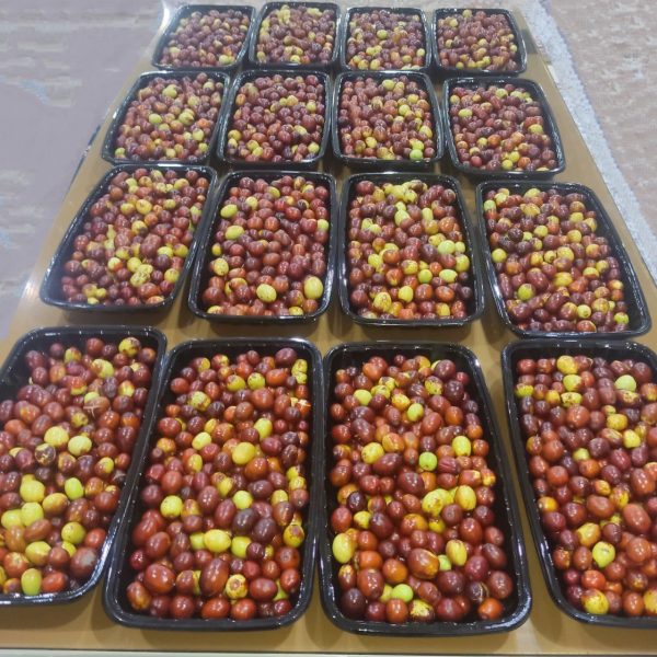 Hand-Picked Fresh Birjand Jujube