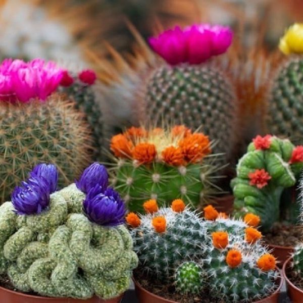Over 5,000 Authentic Cactus Varieties – Ready for Global Export
