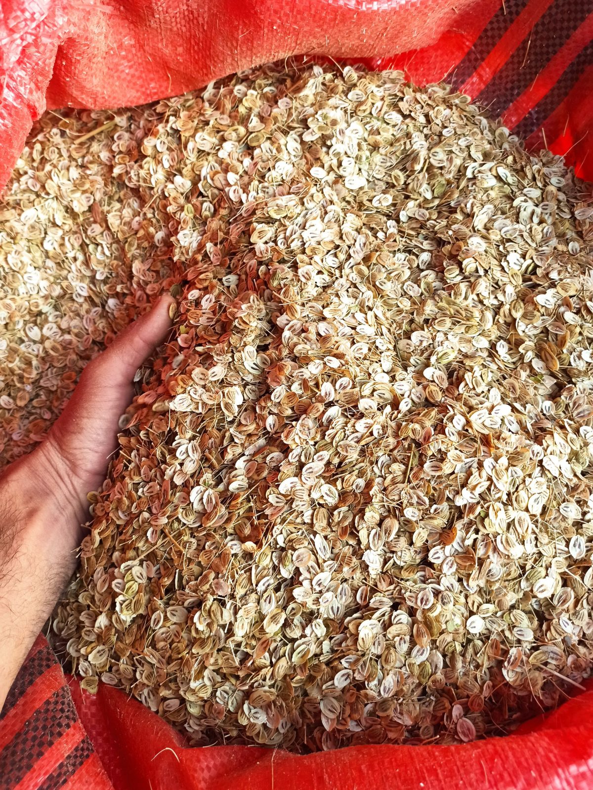 Premium Afghan Golpar