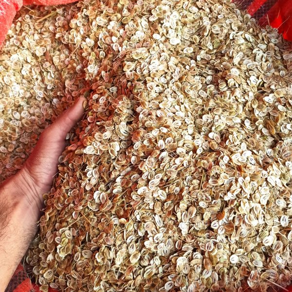 Premium Afghan Golpar