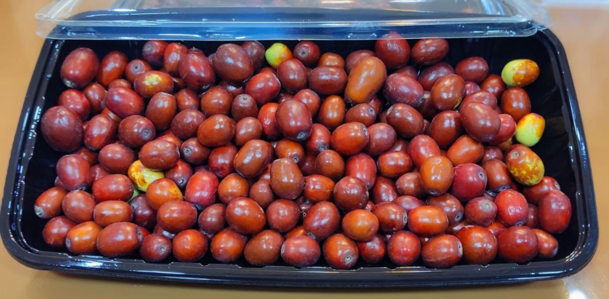 Premium Hand-Picked Fresh Birjand Jujube
