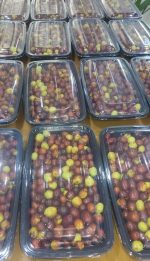 Premium Hand-Picked Fresh Birjand Jujube – Large, Naturally Sweet & Orchard-Selected