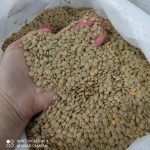 Premium Russian Green & Red Lentils – Reliable Bulk Export Ready Now