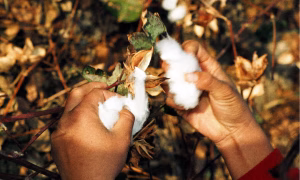 Uzbekistan: High-Quality Cotton