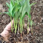 Alexander Palm Seedlings