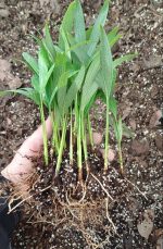 Alexander Palm Seedlings