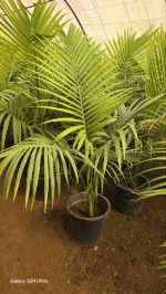 Alexander Palm Seedlings