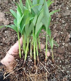 Alexander Palm Seedlings