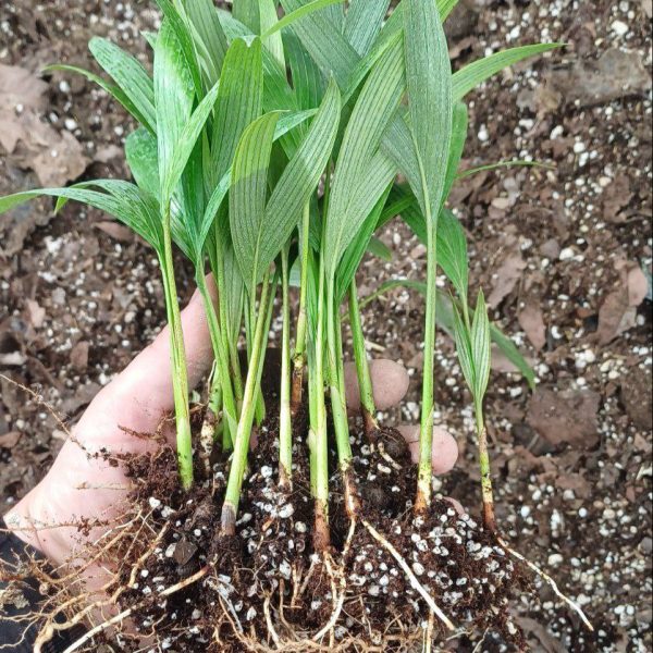 Alexander Palm Seedlings