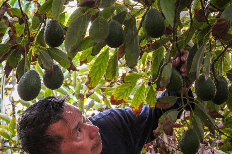 Avocados money laundering