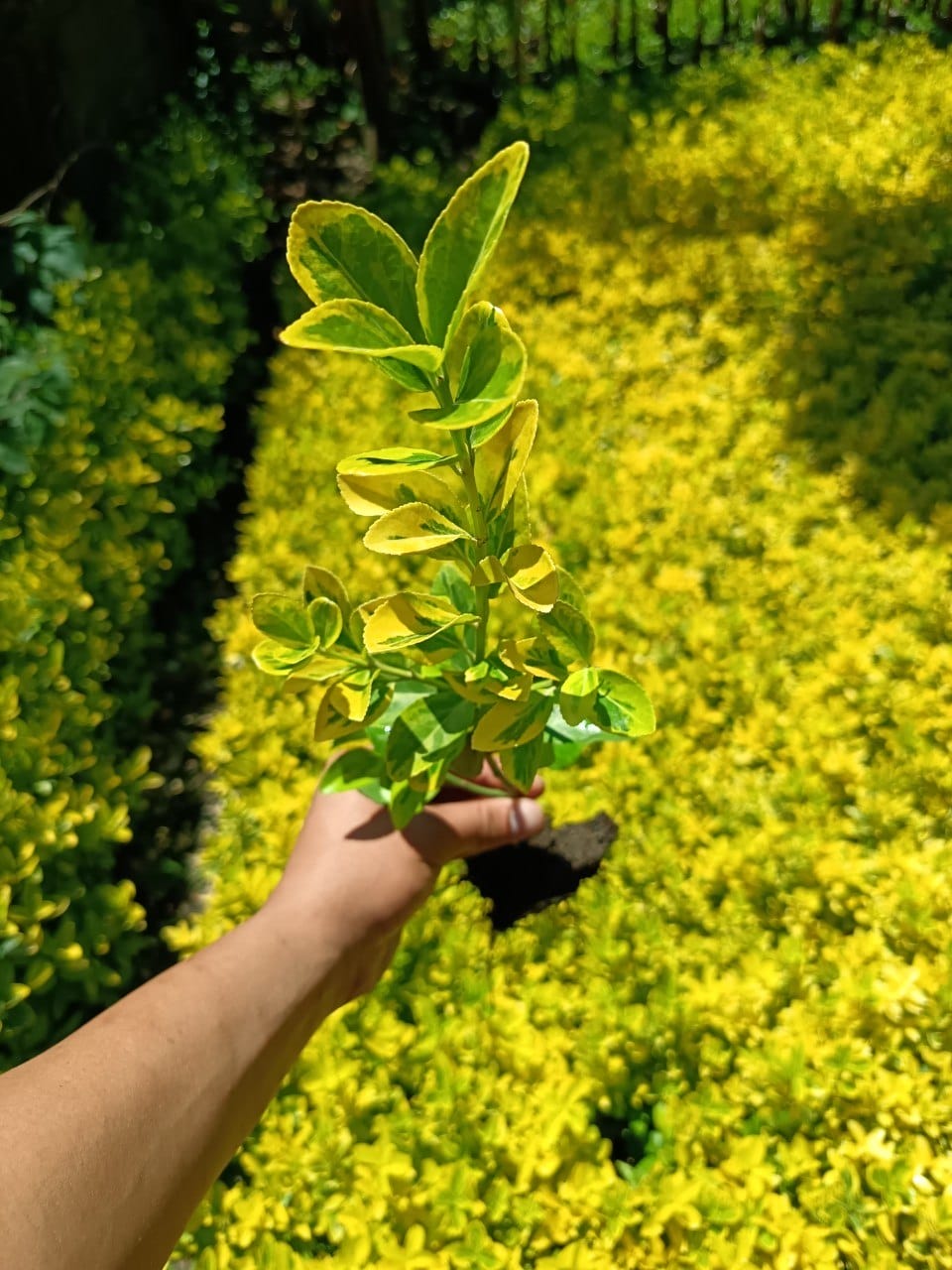 Bare Root Boxwood Seedlings – Golden and Green Varieties - B2B ...