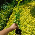 Bare Root Boxwood Seedlings – Golden and Green Varieties