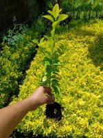 Bare Root Boxwood Seedlings – Golden and Green Varieties