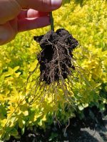 Bare Root Boxwood Seedlings – Golden and Green Varieties