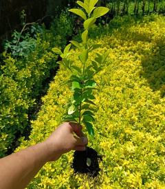 Bare Root Boxwood Seedlings – Golden and Green Varieties