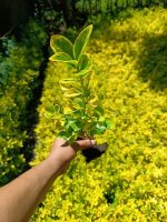 Bare Root Boxwood Seedlings – Golden and Green Varieties